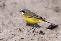 Motacilla flava iberiae