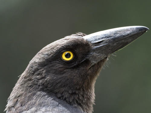 Pied Currawong, Drysdale - Clifton Springs VIC 3222, Australia, photo 7 of 10
