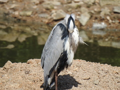 Ardea cinerea