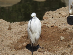 Egretta garzetta