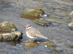 Charadrius placidus