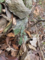 Aneilema acuminatum