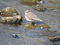 Charadrius placidus