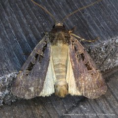 Pseudohermonassa tenuicula