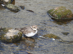 Charadrius placidus