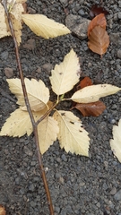 Karpatiosorbus