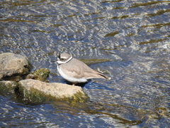 Charadrius placidus