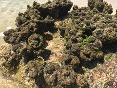 Cunjevoi photo 3