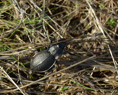 Carabus lusitanicus