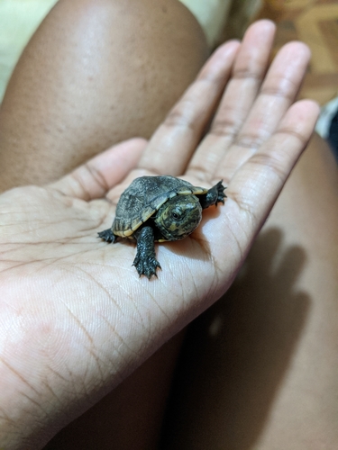 Scorpion Mud Turtle