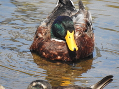 Anas platyrhynchos domesticus