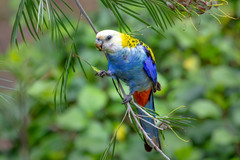 Pale-Headed Rosella photo 1