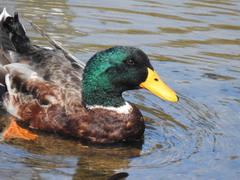 Anas platyrhynchos domesticus