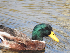 Anas platyrhynchos domesticus