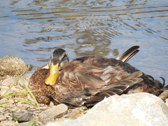 Anas platyrhynchos domesticus