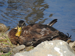 Anas platyrhynchos domesticus