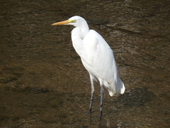 Ardea alba