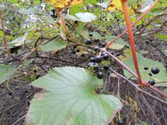 Vitis amurensis