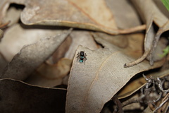 Maratus karrie