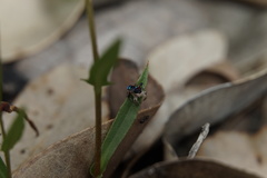 Maratus karrie