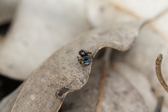 Maratus karrie