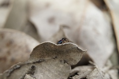 Maratus karrie
