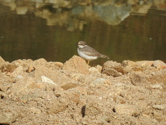 Charadrius placidus