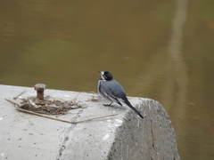 Motacilla alba