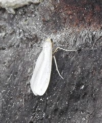 Eilema uniola