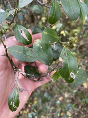 Citrus australis