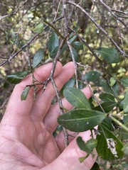Citrus australis