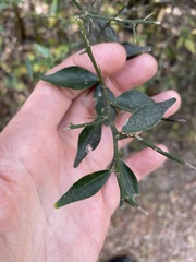 Citrus australis