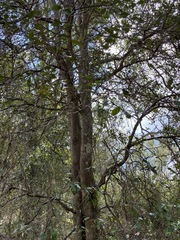 Citrus australis