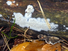 Fungi
