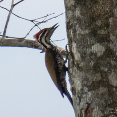 Dinopium javanense intermedium