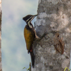 Dinopium javanense intermedium