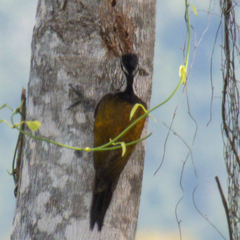 Dinopium javanense intermedium