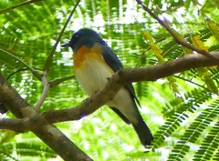 Cyornis rubeculoides