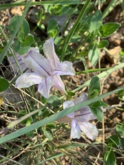 Ruellia patula