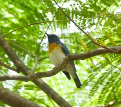 Cyornis rubeculoides