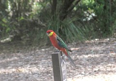 Platycercus icterotis icterotis