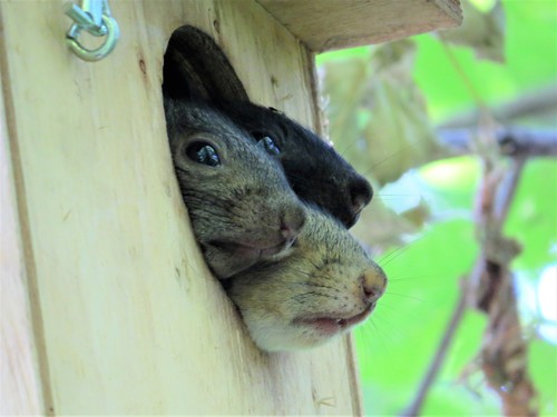 Sciurus carolinensis