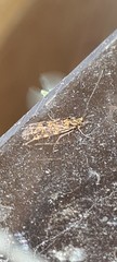 Holocentropus picicornis