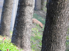 Nyctereutes procyonoides