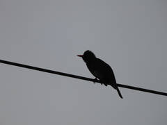 Hypsipetes leucocephalus