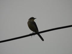 Motacilla tschutschensis