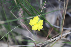 Hibbertia cistiflora