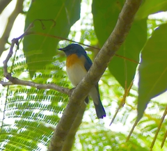 Cyornis rubeculoides