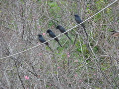 Dicrurus macrocercus