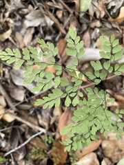 Adiantum formosum